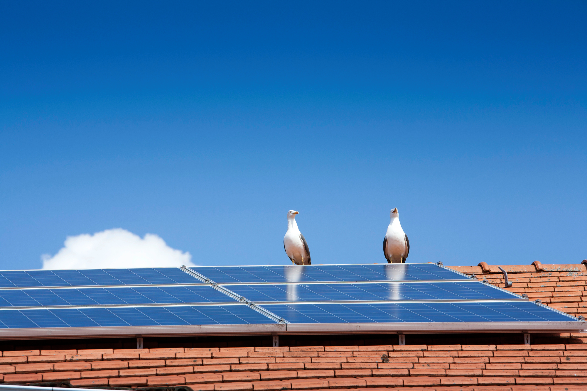 Solar panels bird proofing